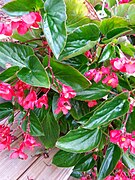 Begonia - Begonia 'Dragon Wing Pink'