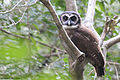 Brown Wood Owl. Like other owls, they are nocturnal creatures and rarely seen or heard during the day.