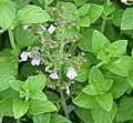 Clinopodium nepeta