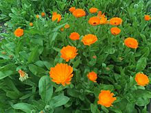 Orange C. officinalis at the UBC Botanical Garden