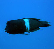 红喉盔鱼 Coris aygula