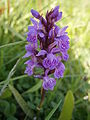 Dactylorhiza alpestris