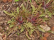 Basal leaves in early spring