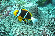 A. chrysopterus (Orange-fin anemonefish)