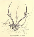 Axis deer, Trophy Antlers...279