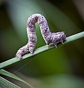 Geometrid moth (Geometridae) "inchworm" caterpillar