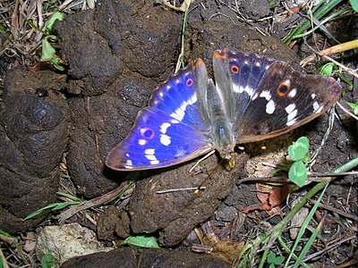 在吸食糞便汁液的柳紫閃蛺蝶 Apatura ilia