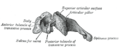 Side view of a typical cervical vertebra