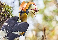 Great hornbill eating a baby bird