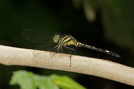 Hylaeothemis apicalis juvenile male