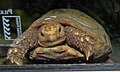   Endangered  Elongate Tortoise Indotestudo elongata