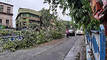 A downed tree along the side of a Kolkata street