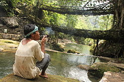 Nongriat's most famous living root bridge