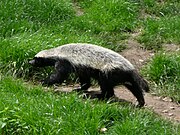 Black and white mustelid in grass