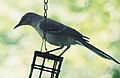 Adult mockingbird on suet feeder.