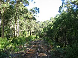 Photo of slightly overgrown railway line through karri forests south of Pemberton