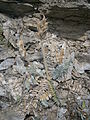 Oxytropis fetida