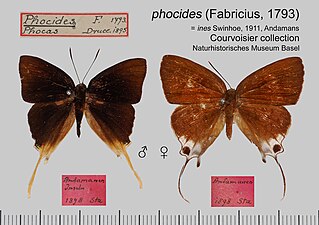 Museum specimen