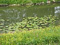 Pond with Nuphar lutea