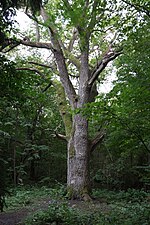Common oak (Over the half of all trees)