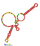 Listeria snRNA rli38: Predicted secondary structure taken from the Rfam database. Family RF01470.