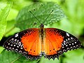 Red lacewing