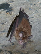 Eastern horseshoe bat