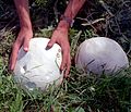 Giant puffball Calvatia gigantea