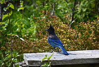 Western-variety Steller's jay, with all-dark head, in Alaska Maritime National Wildlife Refuge.