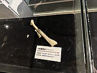 小新疆猎龙（Xinjiangovenator parvus）