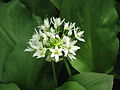 Allium ursinum