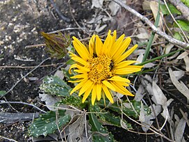 Berkheya armata