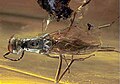 A small, black winged insect with a long neck, encased in amber.