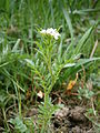 Cardamine flexuosa