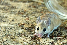 A Cairo spiny mouse on dirt