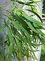 Juvenile leaves