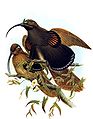 黑嘴镰嘴极乐鸟, Epimachus albertisi