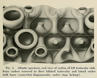 #149 (18/2/1961) Semi-diagrammatic oral view of the left tentacular club of the Atlantic juvenile with some suckers removed to show underlying details (Roper & Young, 1972:211, fig. 3)