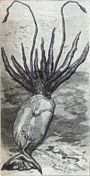#60 (10/11/1881) Illustration of the giant squid that was found in Portugal Cove, Newfoundland, on 10 November 1881 (Verrill's penultimate specimen—No. 27). Based on a photograph by E. Lyons of St. John's, it was published in Harper's Weekly for 10 December ([Anon.], 1881:821, fig.).