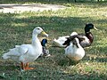 Domestic geese and mallards