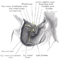 显示于右眼外肌起源处的解剖图(神经于眶上裂旁边处进入)