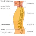 Vertebral column.