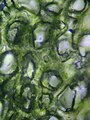 Spongy mesophyll cells