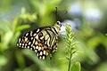 Papilio demoleus (Emerald swallowtail)