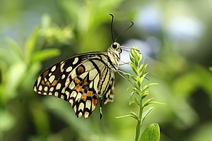 Papilio demoleus Lime butterfly