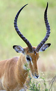Young male impala