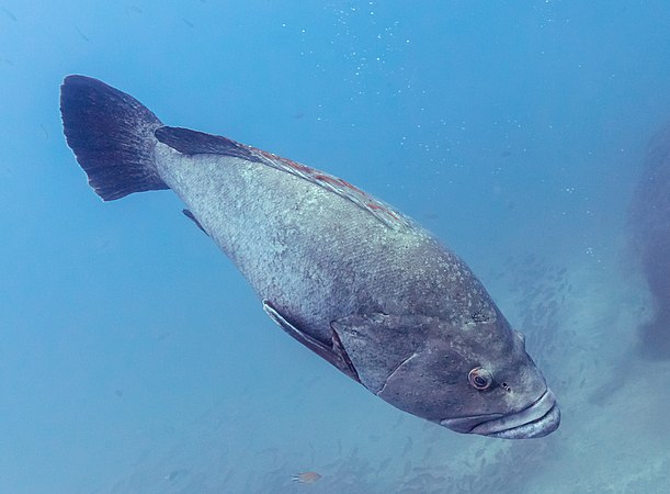 图为一只雄性的乌鳍石斑鱼，长约150厘米，重约60公斤，摄于葡萄牙马德拉群岛加拉贾部分自然保护区水深25米处。