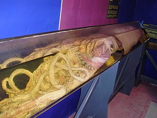 Specimen exhibited at CEPESMA's Aula del Mar ("Classroom of the Sea") in Luarca, Asturias, Spain, in September 2009, prior to the opening of the organisation's dedicated museum, Museo del Calamar Gigante, the following year