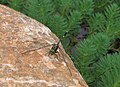 于香港湿地公园的狭腹灰蜻(Orthetrum sabina sabina)