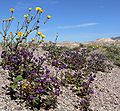 Phacelia calthifolia